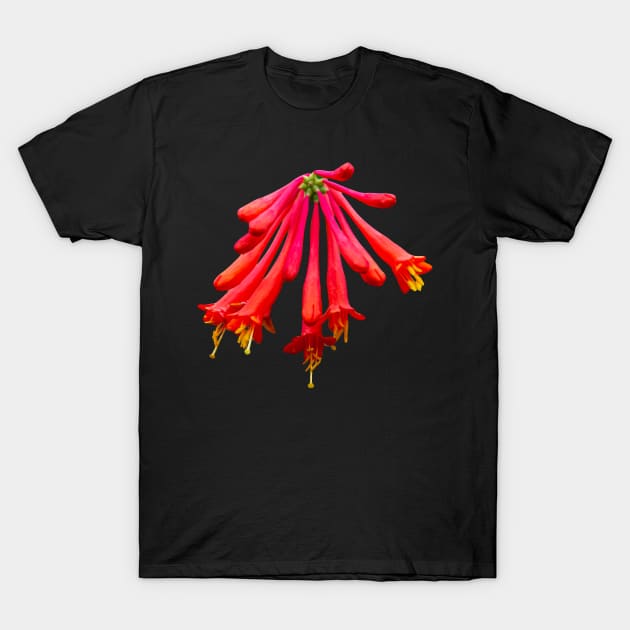 Red Honeysuckle flower T-Shirt by dalyndigaital2@gmail.com